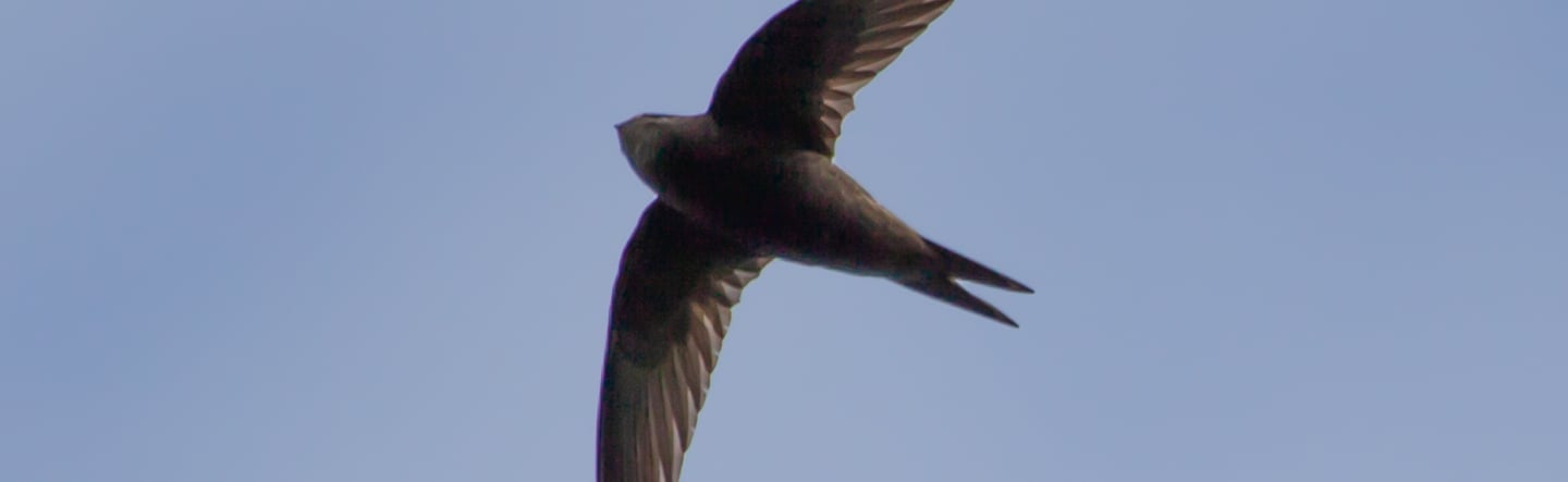 How to Set Up the Swift Development Environment