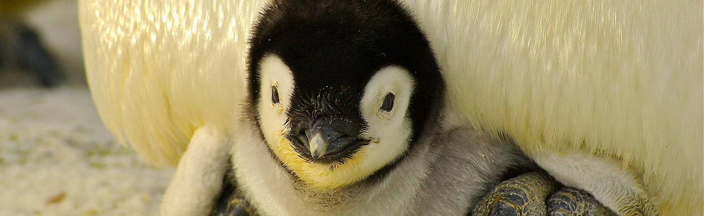 Installation Variants for Linux
