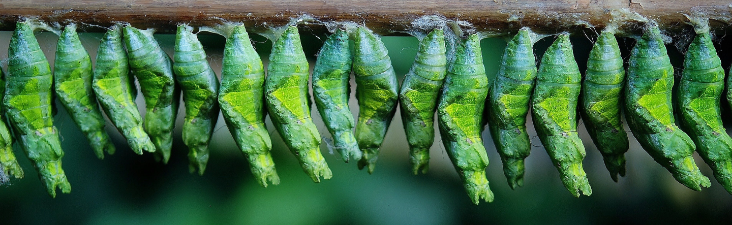 The Component Lifecycle in React