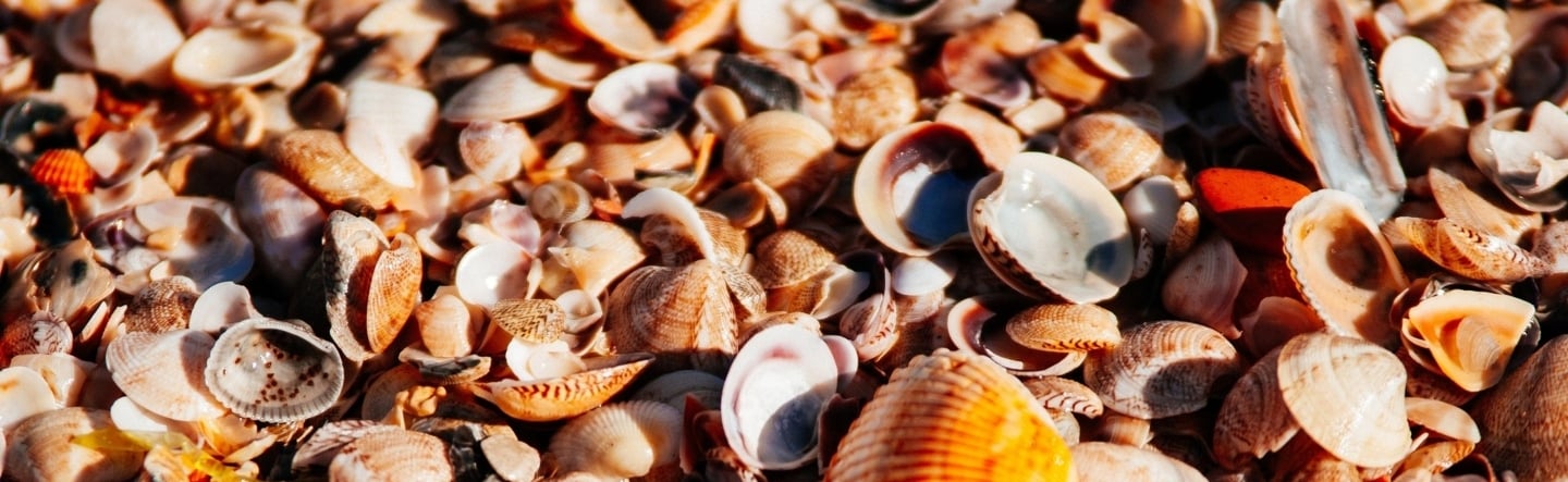 What Special Characters Mean in Bash Shell Programming